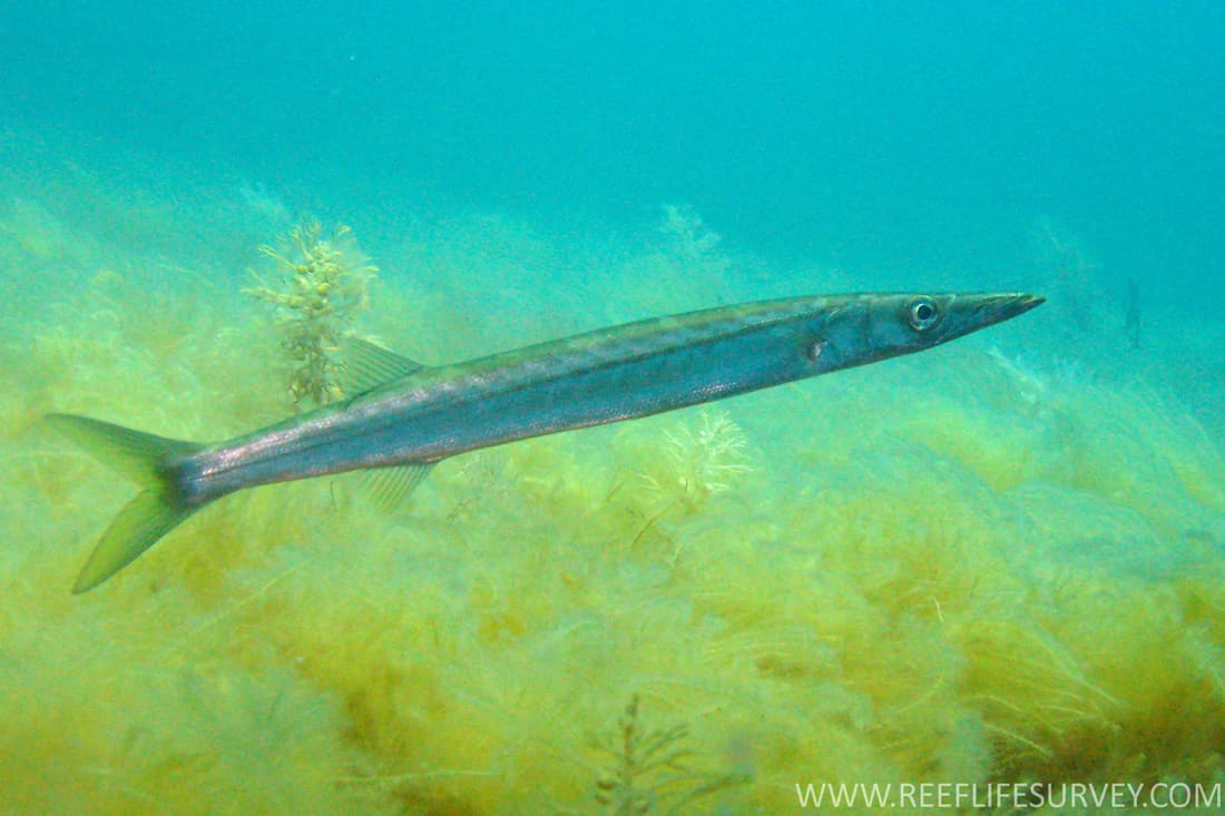 Snook (Sphyraena novaehollandiae)