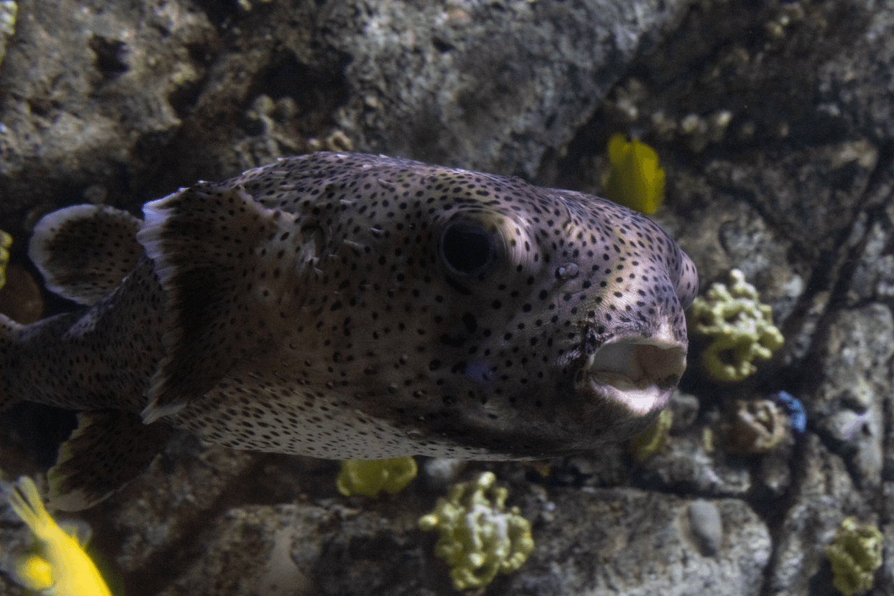 Spotted Porcupinefish