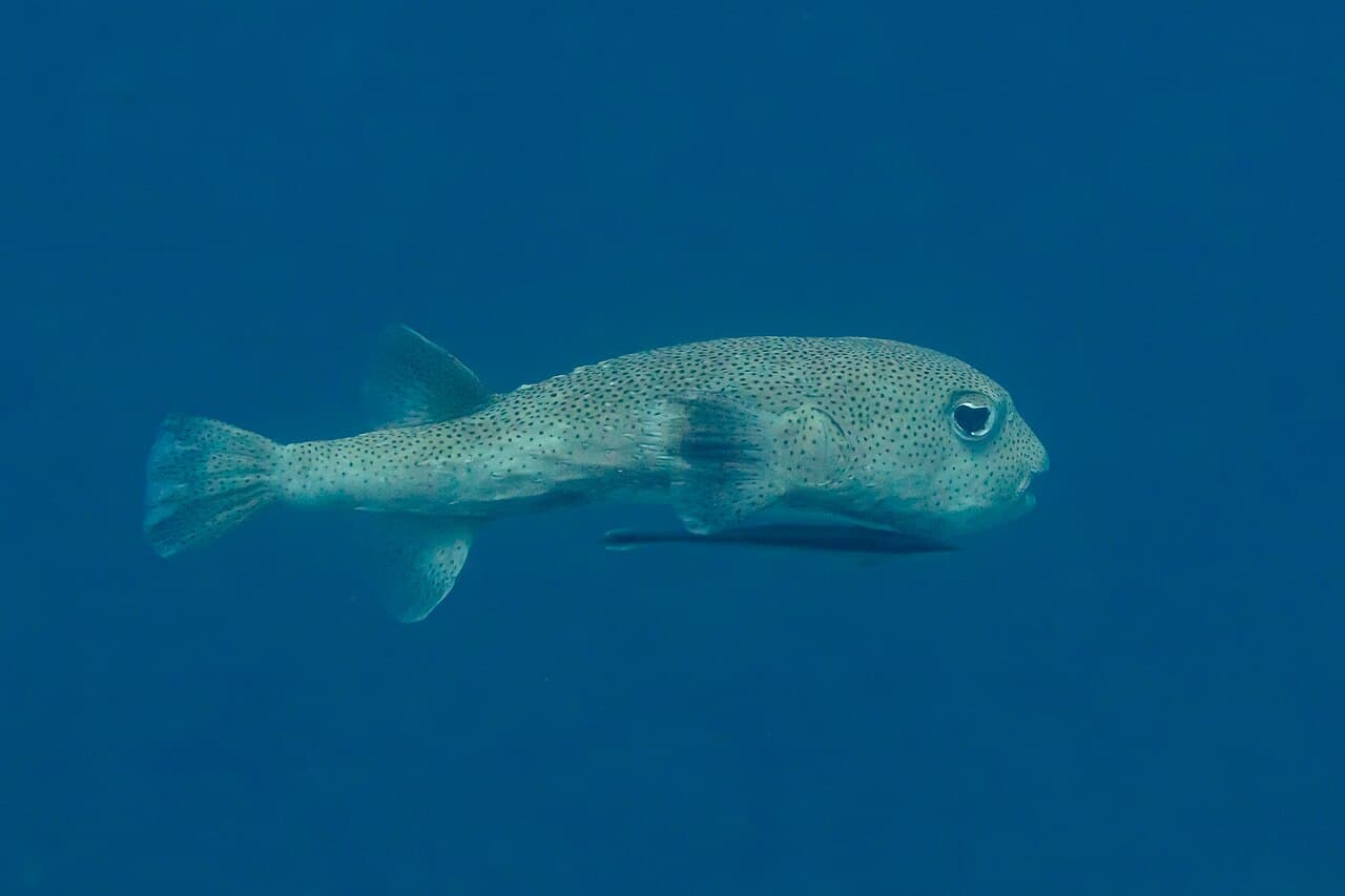 Spotted Porcupinefish (Diodon hystrix)