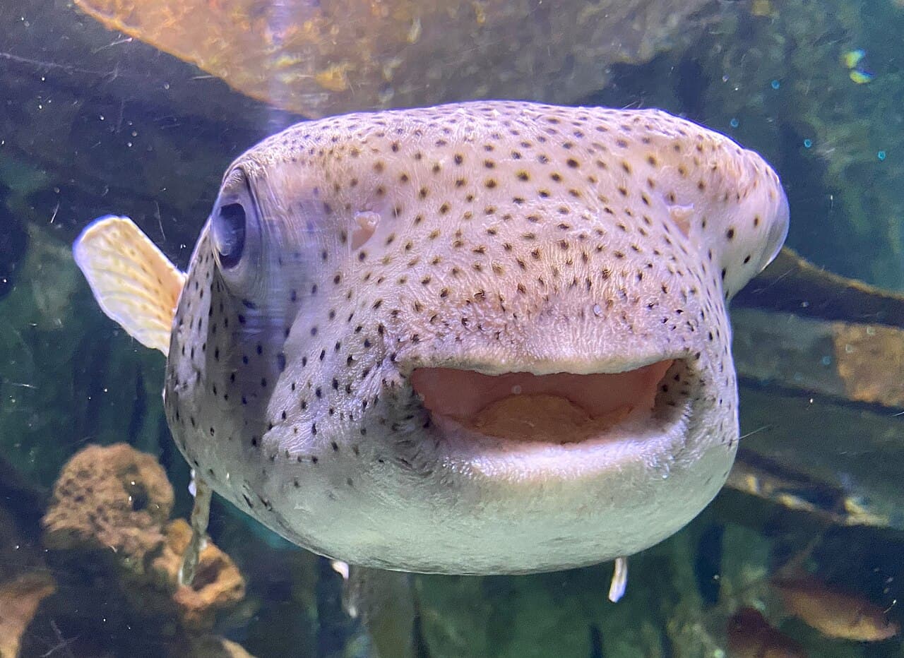 Spotted Porcupinefish (Diodon hystrix)