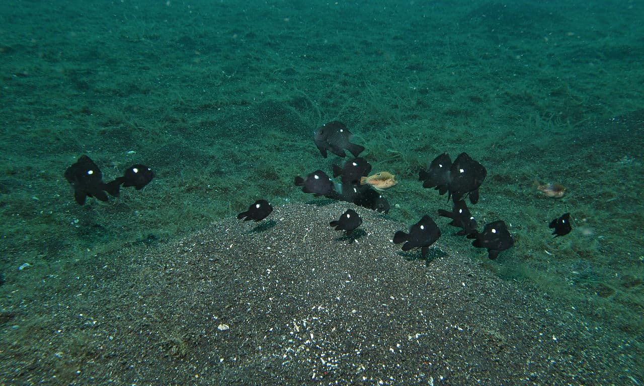 Threespot Humbug