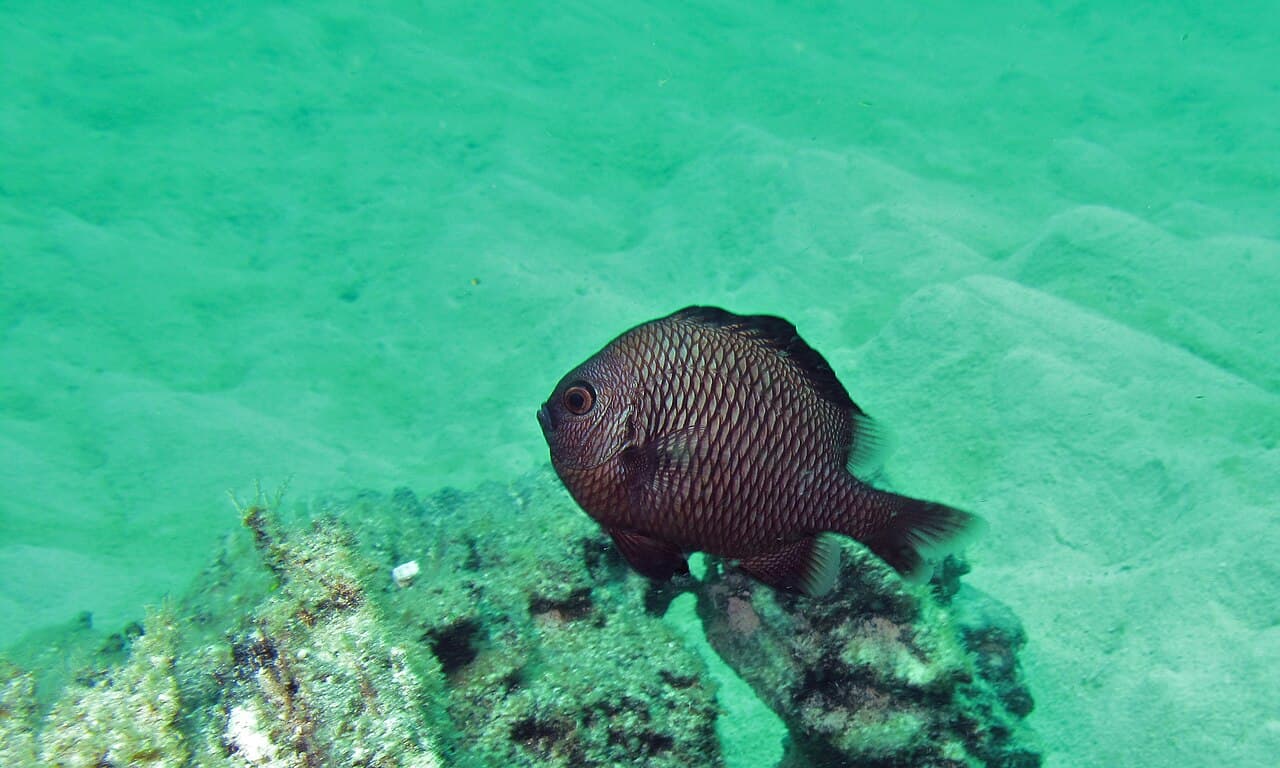 Threespot Humbug (Dascyllus trimaculatus)