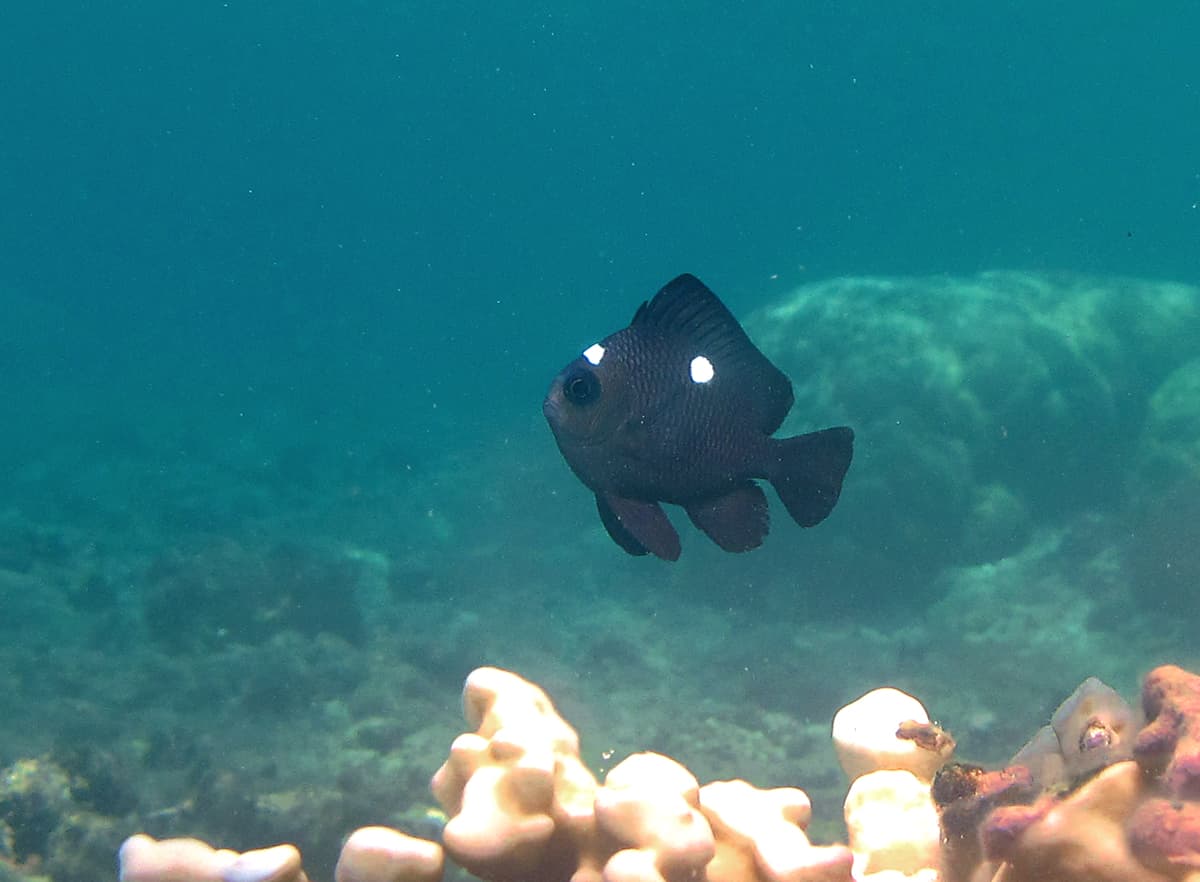 Threespot Humbug (Dascyllus trimaculatus)