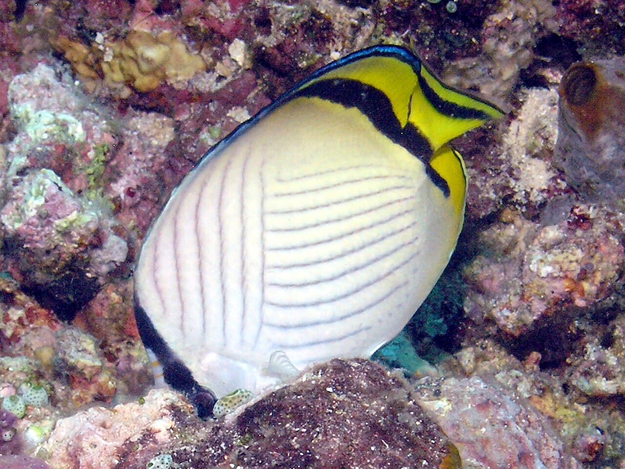 Vagabond Butterflyfish