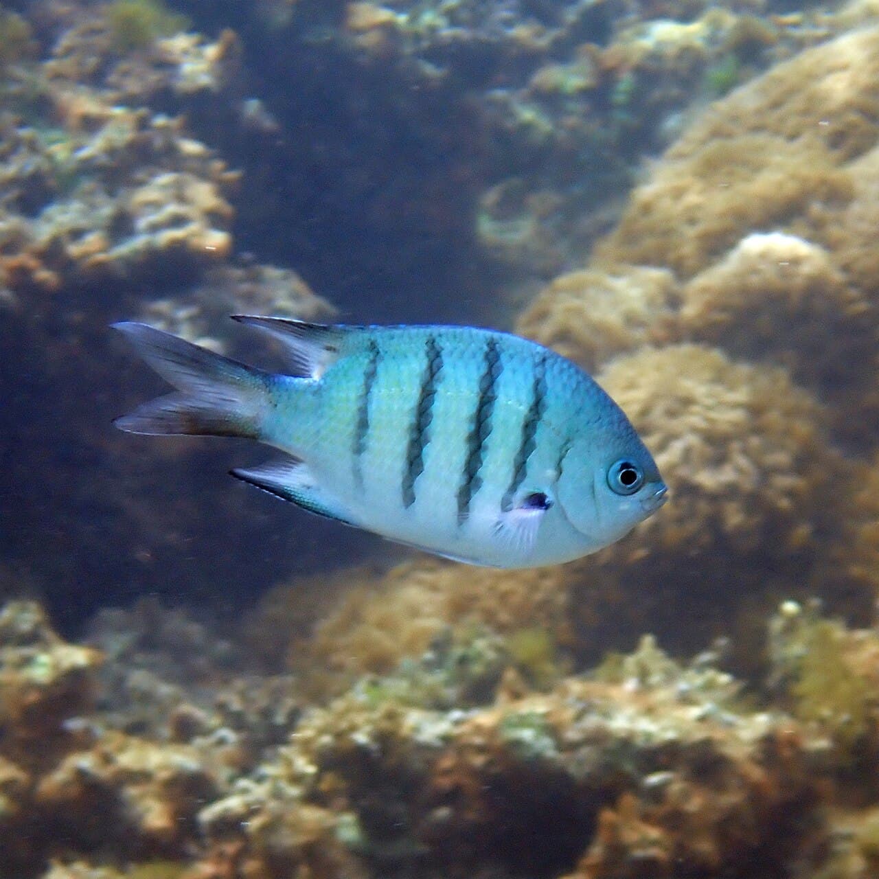 Whitley's Sergeant (Abudefduf whitleyi)