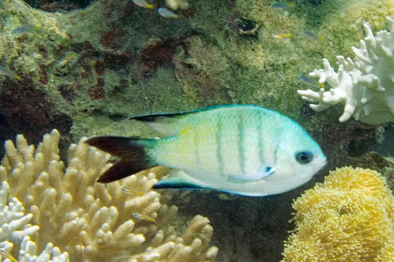 Whitley's Sergeant (Abudefduf whitleyi)