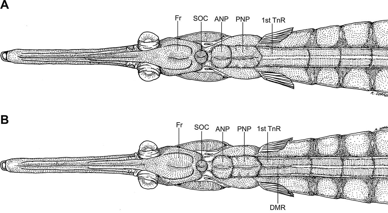 Widebody Pipefish (Stigmatopora nigra)