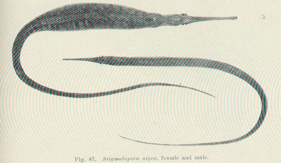 Widebody Pipefish (Stigmatopora nigra)