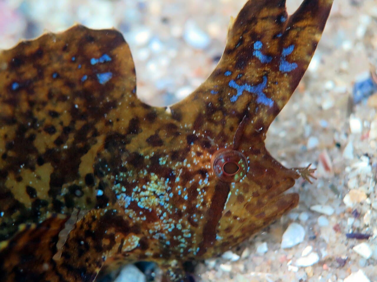 Yellow Crested Weedfish (Cristiceps aurantiacus)