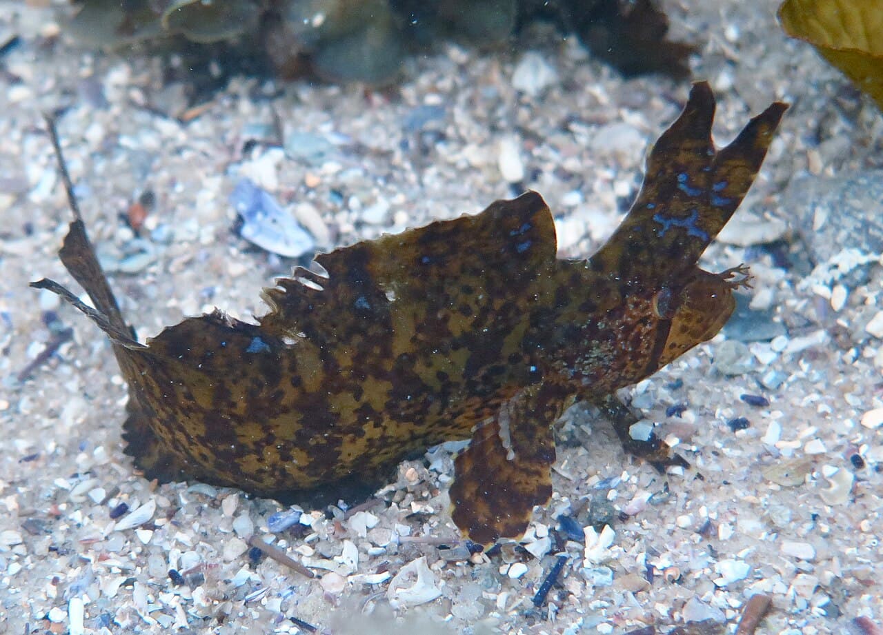 Yellow Crested Weedfish (Cristiceps aurantiacus)