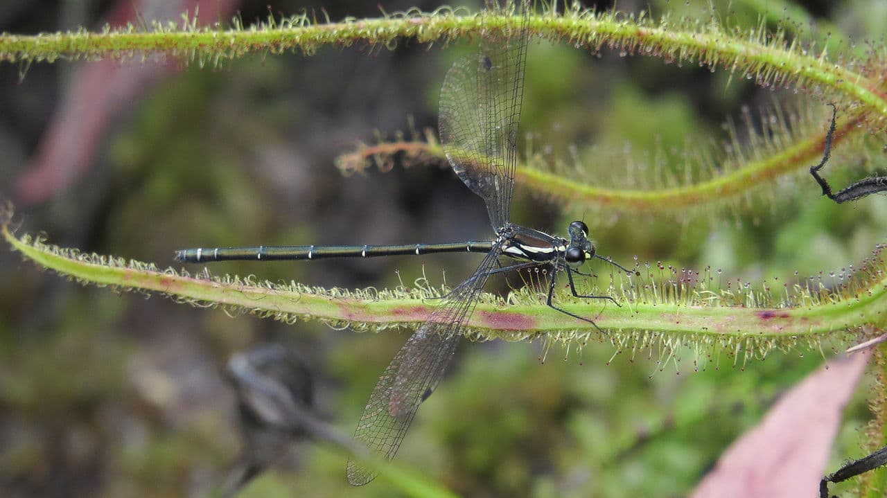 Australian Damsel