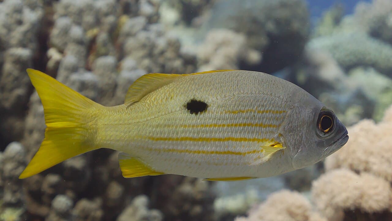 Blackspot Snapper