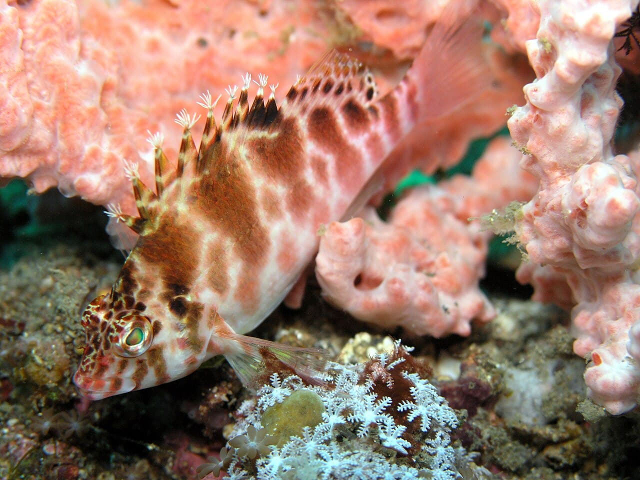 Unknown species
