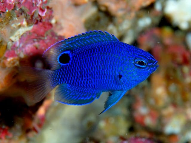 Blue-scribbled Damsel