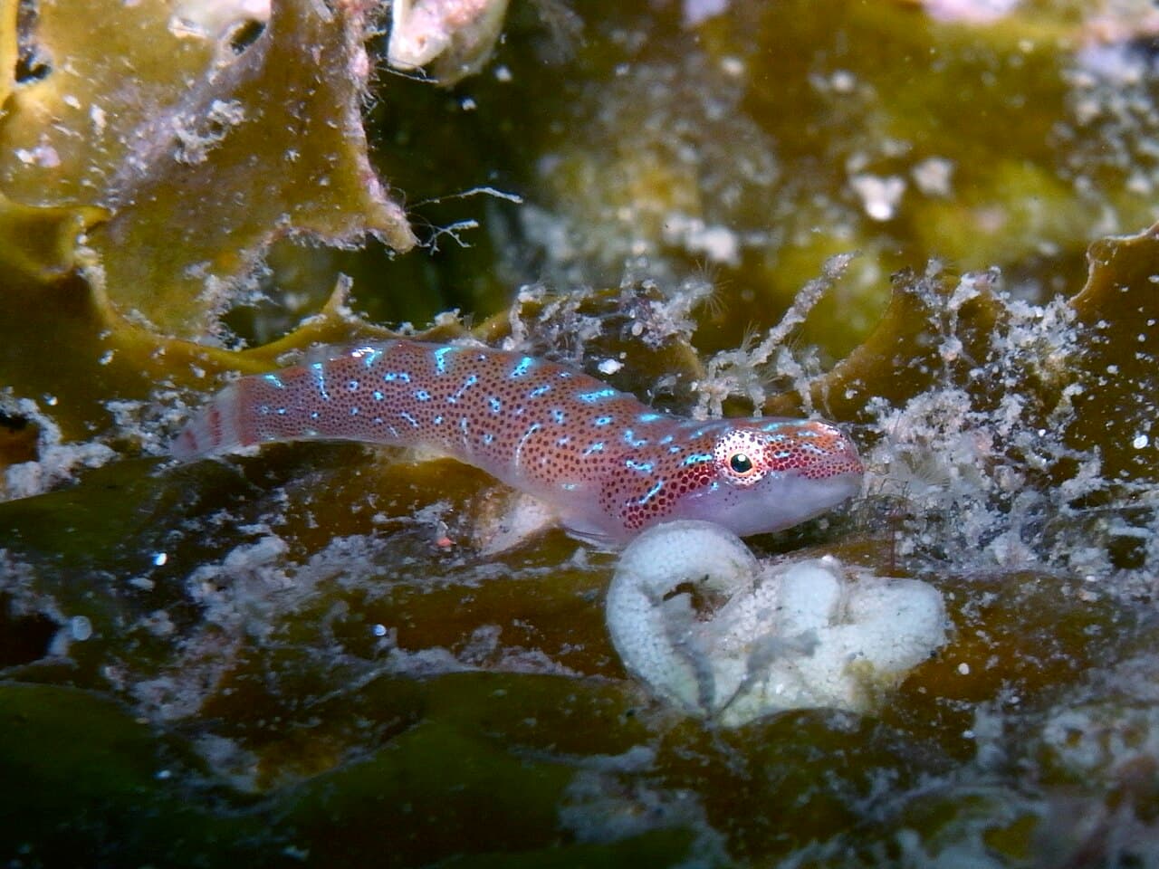 Unknown species