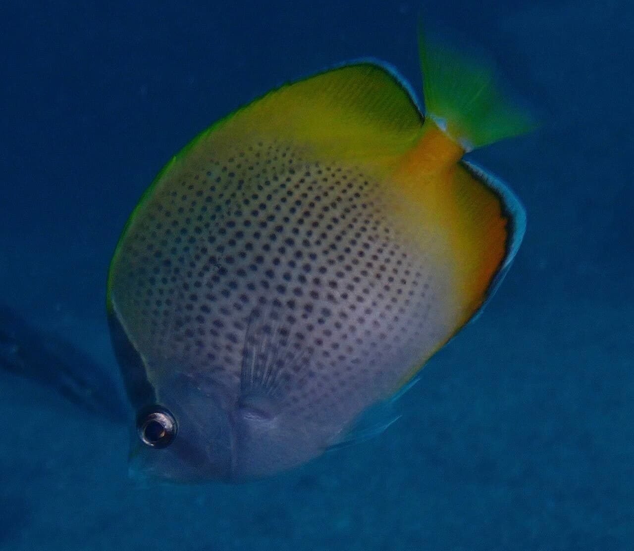Unknown species