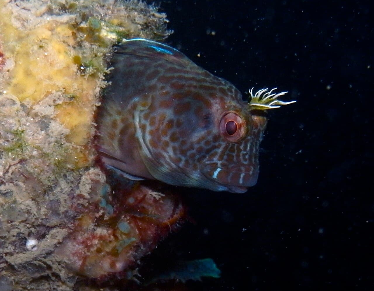Unknown species