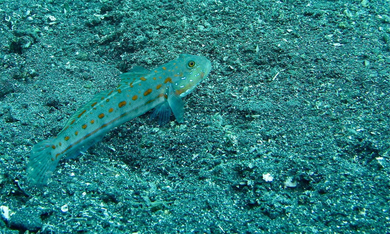 Orangespotted Glidergoby