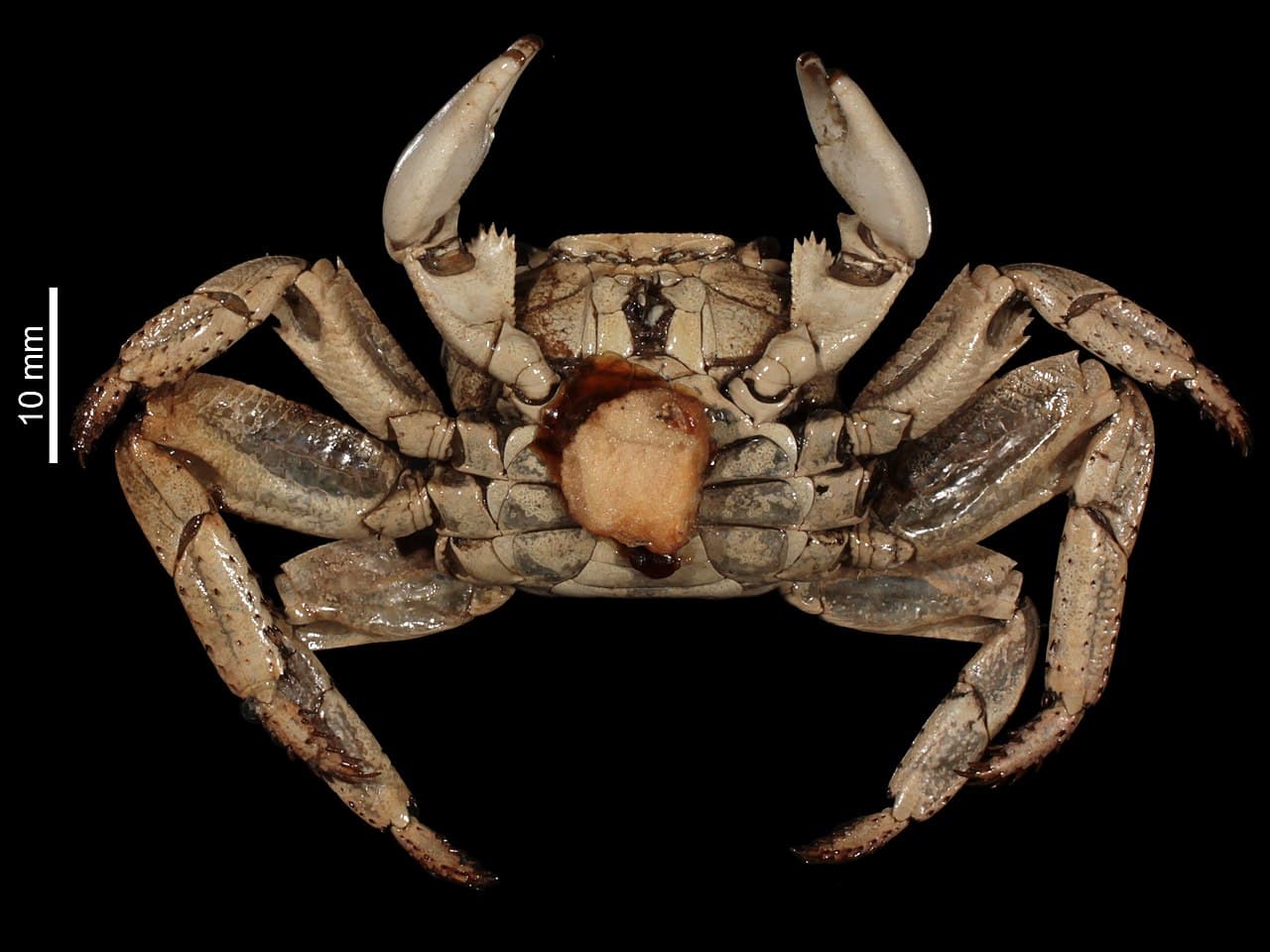 Unknown species