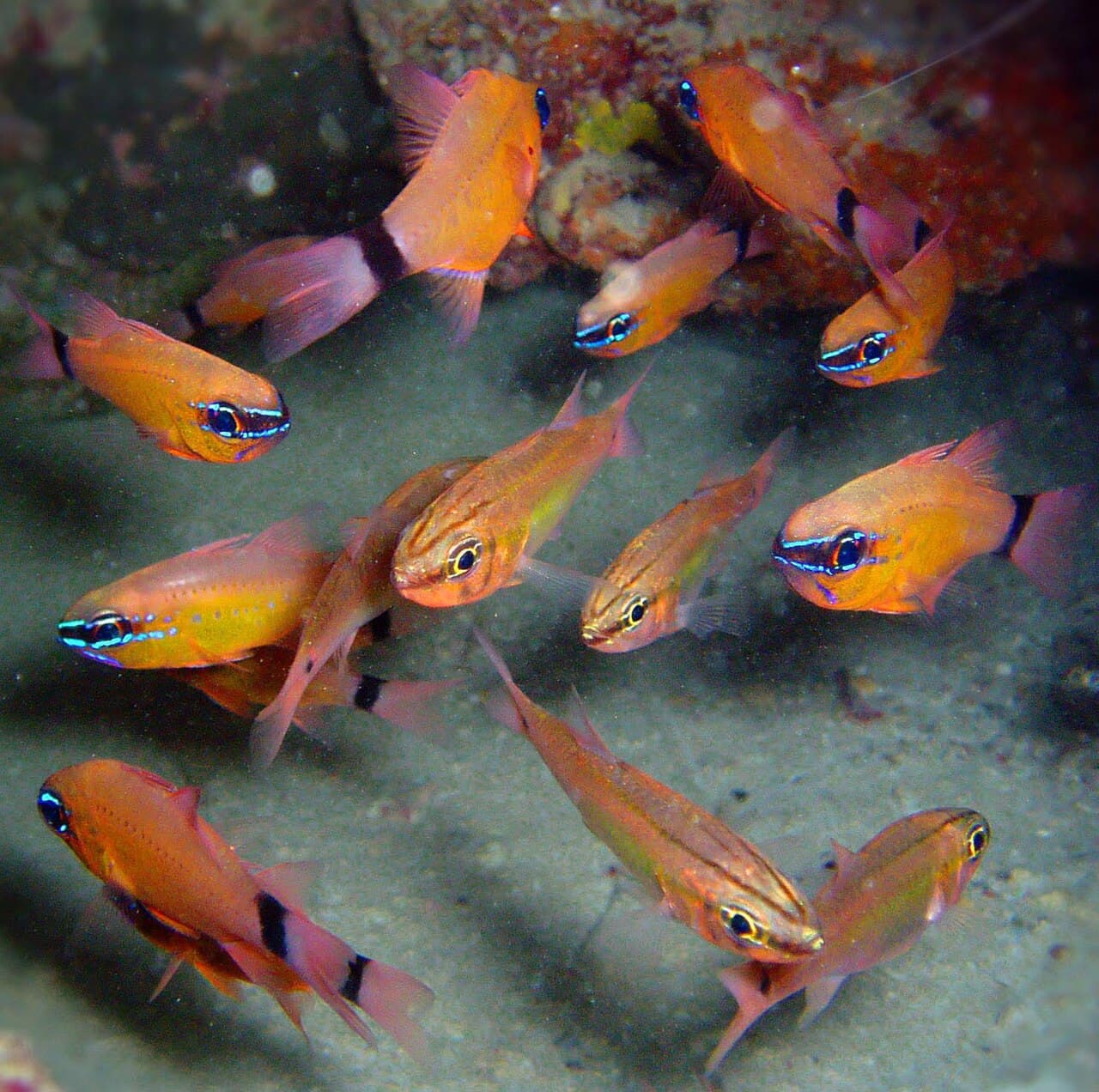 Ringtail Cardinalfish
