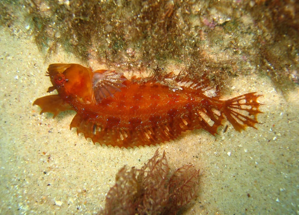 Rosy Weedfish