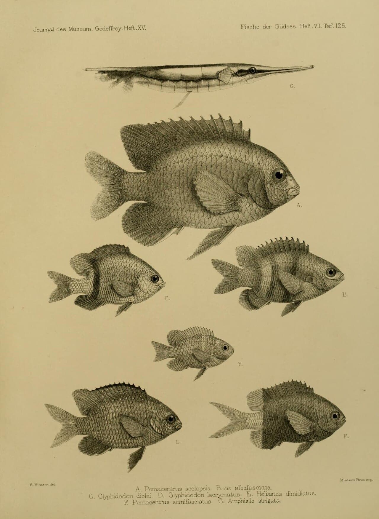 Unknown species