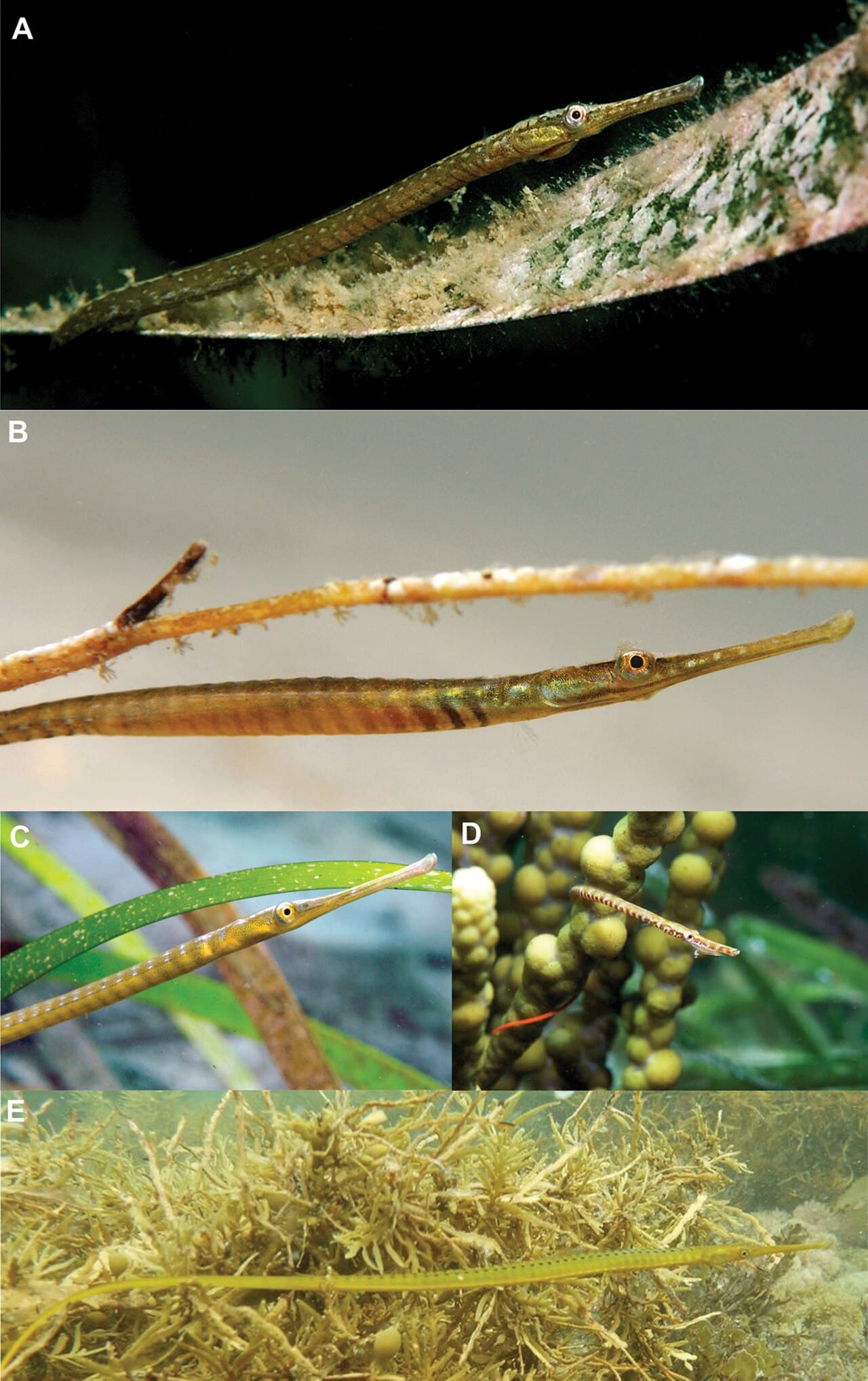 Widebody Pipefish